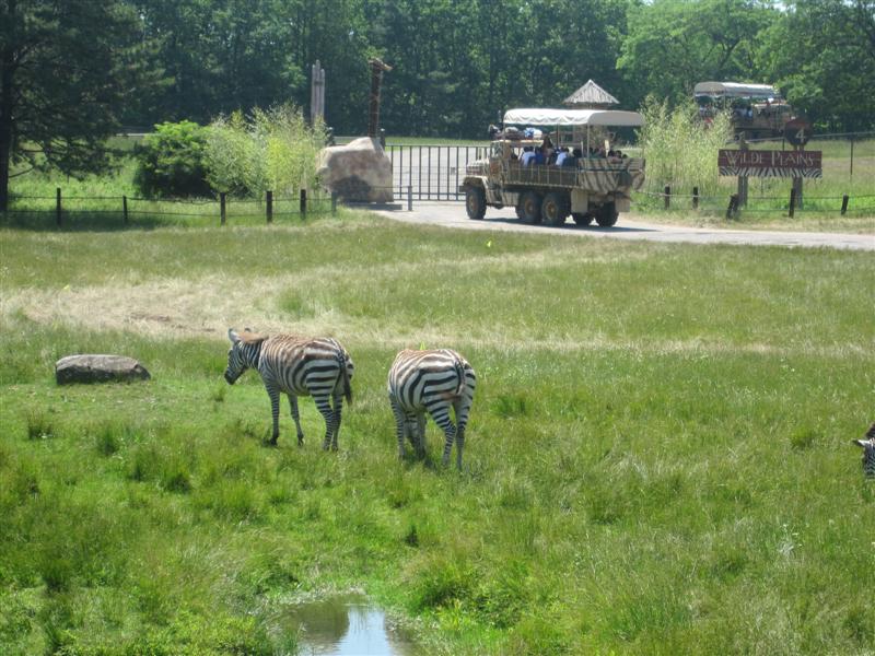 Safari Off Road Adventure