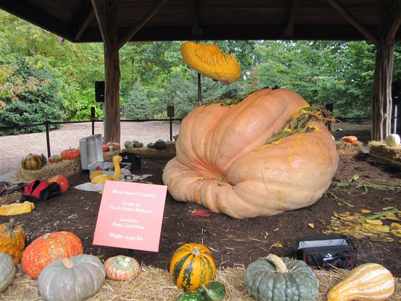 world's largest pumpkin